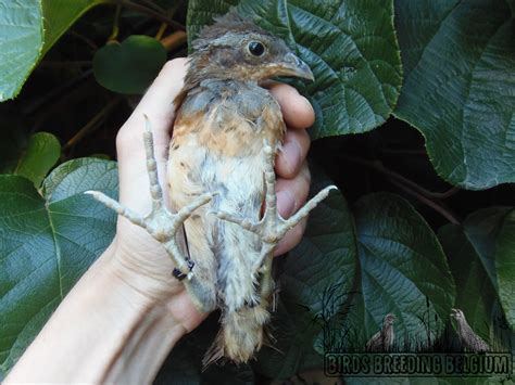 Chinese bamboo partridges (Bambusicola thoracicus), young birds born in ...