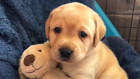 utube of labradore puppies Lab puppy - UpdateBanget.id