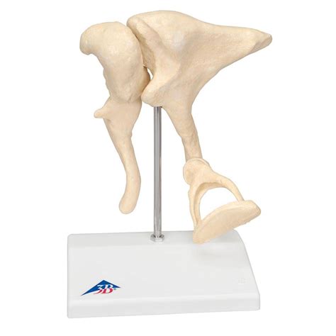 3B Scientific A101 Ossicles Model Magnified 20 Times Life Size 3B Smart ...