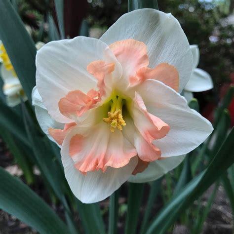 Narcissus "Pink Wonder" Fall-Planted Flower Bulbs – Hudson Valley Seed ...