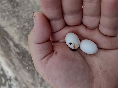Lizard Eggs Lizard Eggs ,,,,,,,,,,,,,,, | These Guys Are… | Flickr