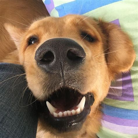 Golden Retrievers🐶🐶Family on Instagram: “"Crazy toys in the attic I am ...