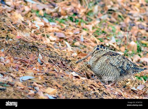 Camouflage bird woodcock. Brown dry leaves and white snow background ...