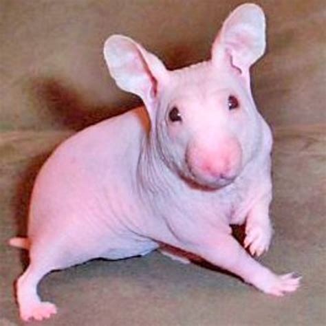 12 Surprisingly Hairless Pets | PetHelpful