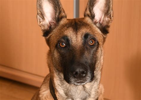 Belgian Malinois Police Dogs