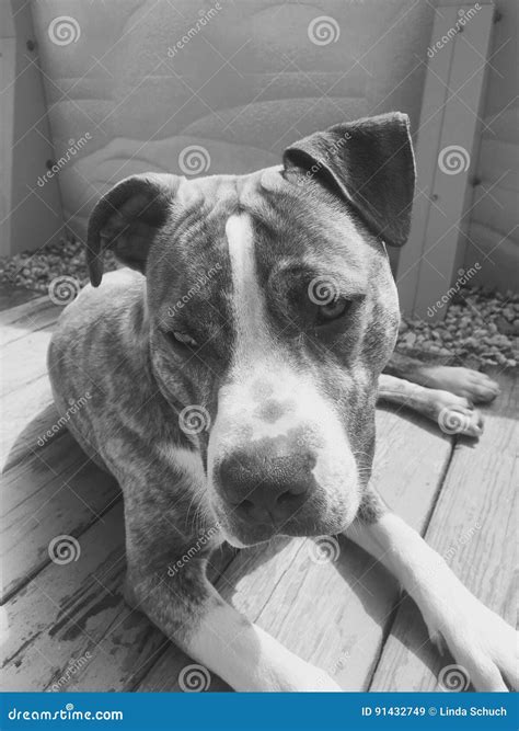 Bull terrier stock image. Image of terrier, floppy, color - 91432749