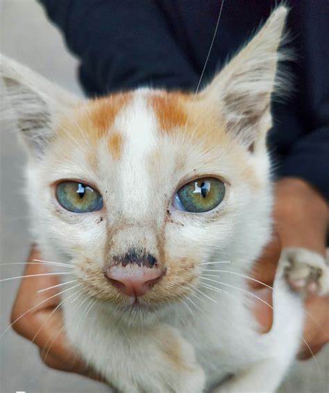 Cat Snuffels: Why Is My Cat Sneezing So Much? Cat Flu Treatment