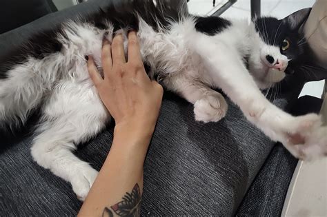 OPS, I leaked gas :,D : r/cats