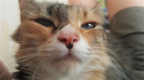 Got the perfect pic of my cat mia. : r/aww