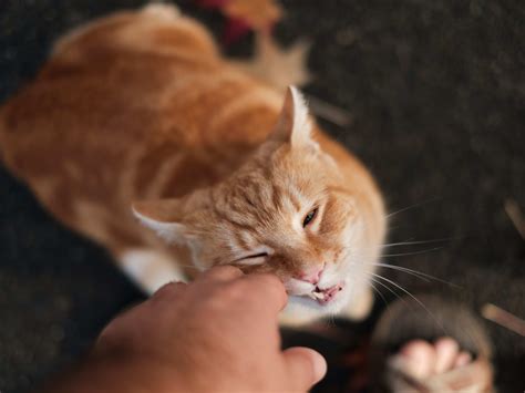 Reasons Cats Bite and How to Prevent Your Cat From Biting