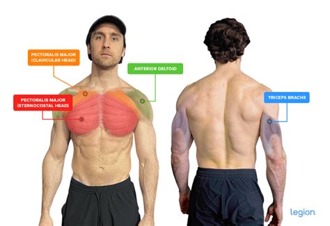 What Muscles Does Bench Press Work Out? Expert Guide | Legion