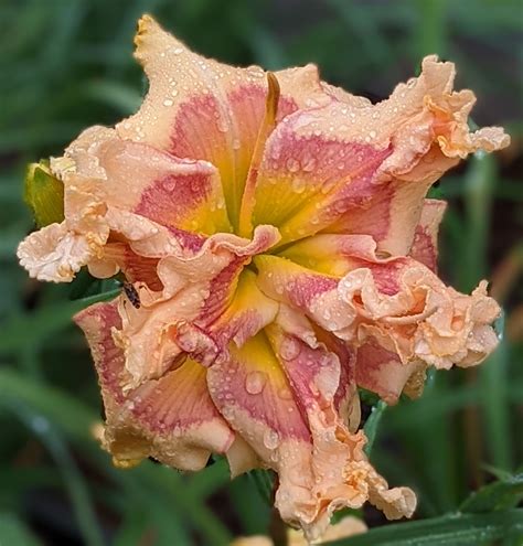 Mansfield's Daylilies - SOLD OUT - UNCLE HENRY OF OZ (Herrington-K