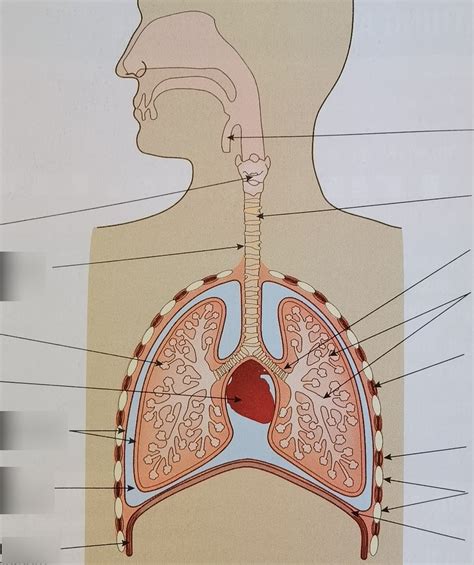 Year 10 Term 2- Diagram of the Human Gas Exchange System Diagram | Quizlet