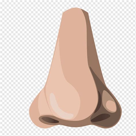Hidung seseorang, Hidung Euclidean, hidung, tangan, orang-orang, Gambar ...