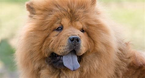 EL CHOW CHOW UN PERRO DOMINANTE