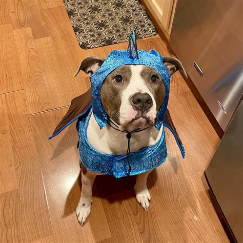 Zoey was a fearsome dragon for Halloween this year : r/velvethippos