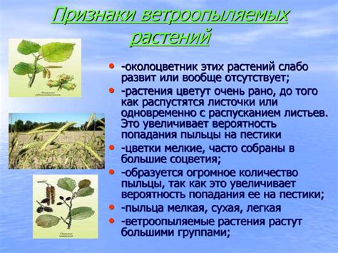 Цветение и опыление растений - презентация онлайн