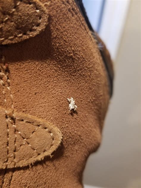 who is this fuzzy-looking white bug? 6 legs, 2 pairs of antennae (one