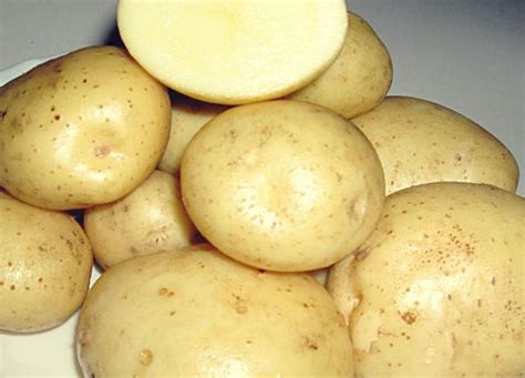 Сорт картофеля Санте (Санта) – описание и фото