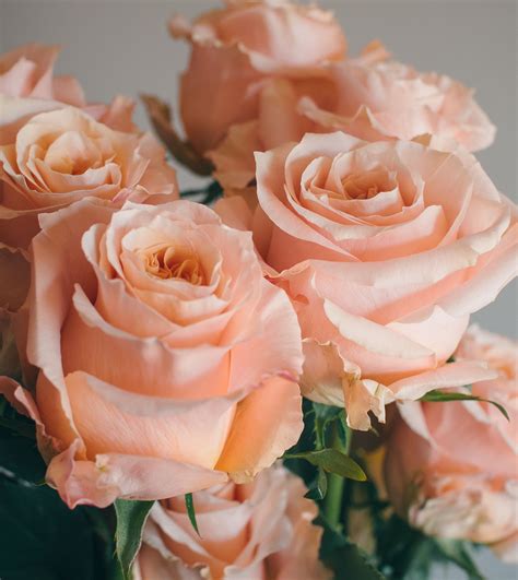 Peach roses – Artofit