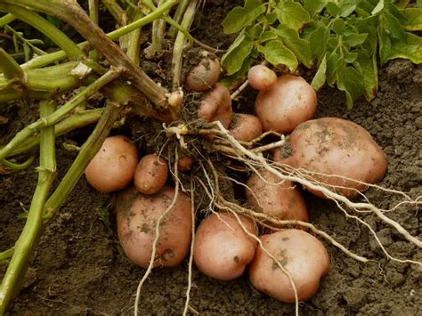 Potato tubers — Stock Photo © DLeonis #6937321