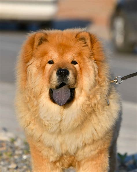 20 Dog Breeds With Black Tongues (With Pictures)