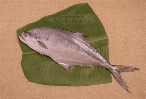 Queen Fish/Falai (Whole) - Shark Fresh Foods