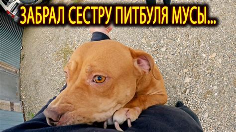 ПИТБУЛЬ ДЖЕСИКА сестра Мусы. Что буду делать с Джесикой ? История ...