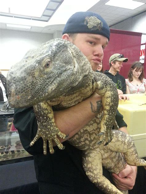 Bubbie the black throat monitor reptileadventures.org | Cute reptiles