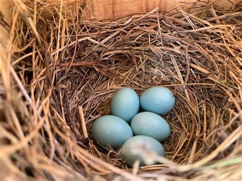 Do Chipping Sparrows lay blue eggs? - Birdful