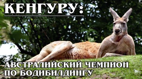 КЕНГУРУ: Чемпион по прыжкам в длину из Австралии | Интересные факты про ...