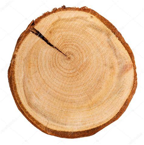 cross section  plum tree trunk isolated stock photo  cvvoennyy
