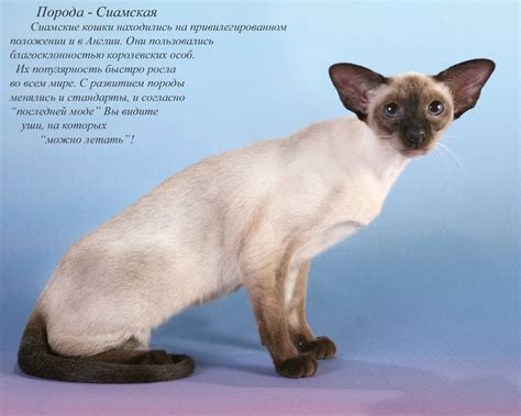 Все виды пород кошек с фото и названиями