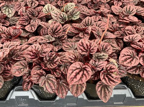 Red Emerald Ripple Peperomia Emerald Ripple Pepper Red | Etsy