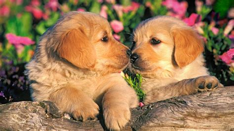 Two Cute Dogs Kissing