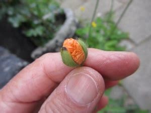 klaproos wildpluk wiki