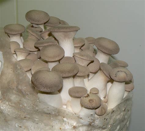 King Oyster Mushroom Substrate Recipe | Deporecipe.co
