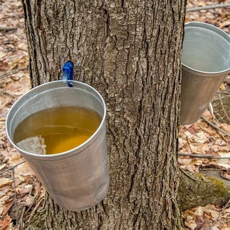 Maple Syrup Tree Australia at Ina Pfarr blog