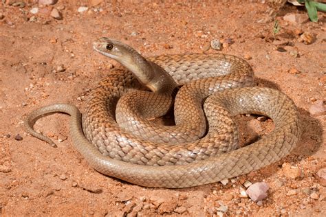 TOP 10 MOST POISONOUS SNAKE IN THE WORLD