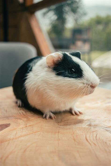 10 Biggest Mistakes Guinea Pig Owners Make (And How to Avoid Them