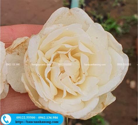 cay hong bach ho  tri ho rat tot hoa  mua