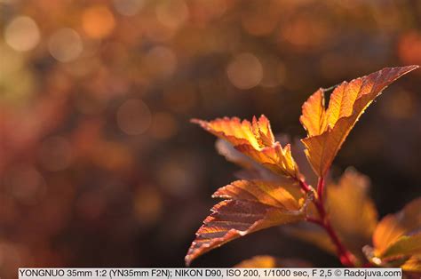 Review of YONGNUO 35mm f / 2 (model YN35mm F2N for Nikon) | Happy