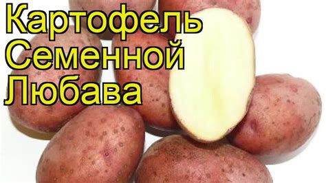 Картофель семенной Любава. Краткий обзор, описание характеристик, где ...
