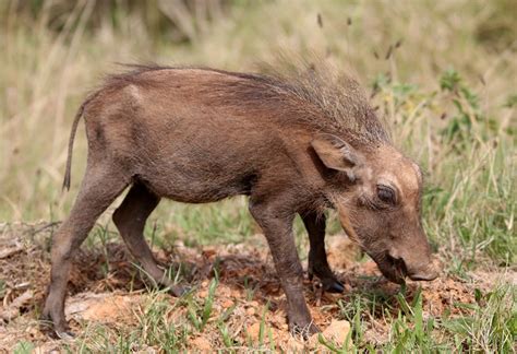 warthog  stock photo