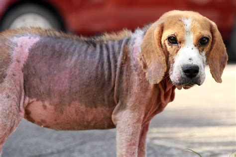 How Do You Treat Demodex In Dogs