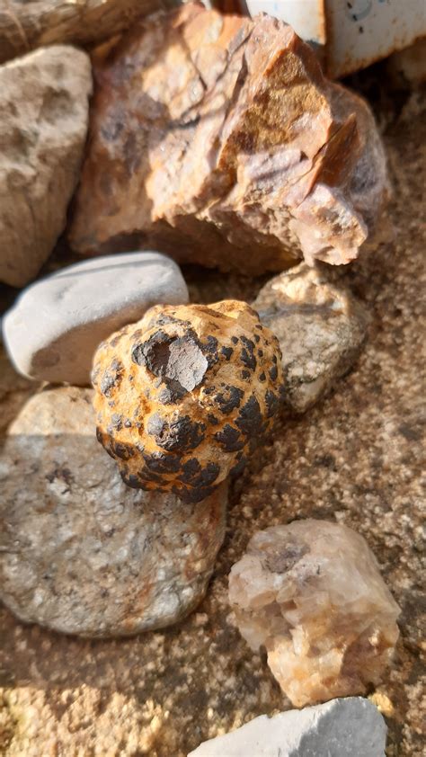 Fossile? - Demandes d' identification de fossiles - Géoforum