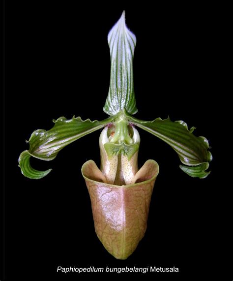 Species New to Science: [Botany • 2017] Paphiopedilum lunatum & P ...