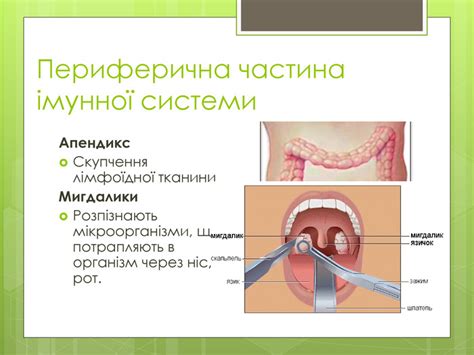 Презентація "Імунна система людини"