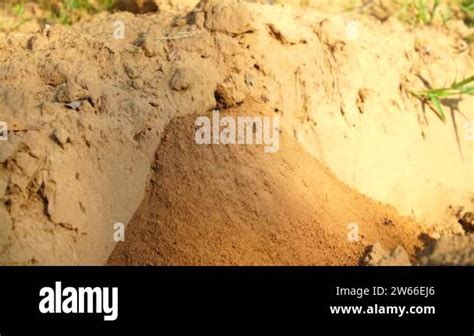Red ants that swarm out of the nest. Small black and red ants are ...