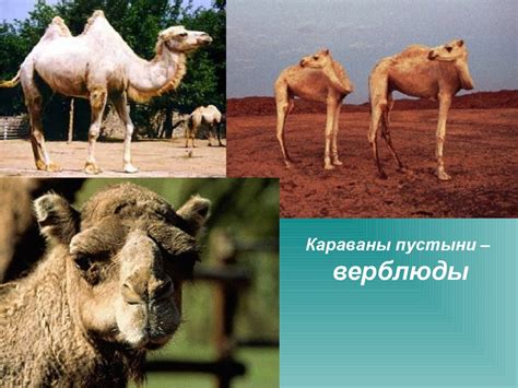 Континент Африка. (Начальная школа) - презентация онлайн